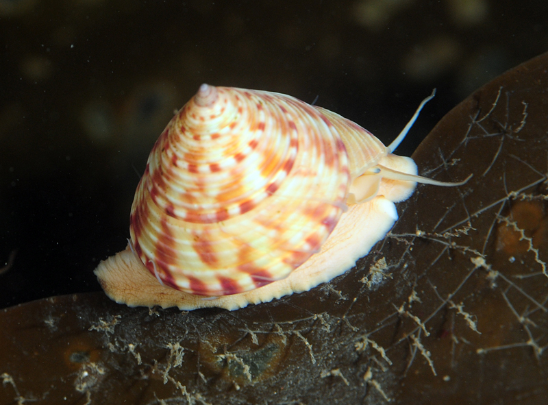 Calliostoma zizyphinum - Sea Snails, Bivalves & Lamp Shells (Mollusca etc)