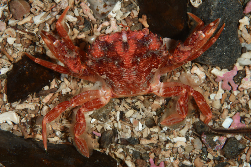Liocarcinus corrugatus - Crabs, Lobsters, Shrimps & Prawns etc (Crustacea)