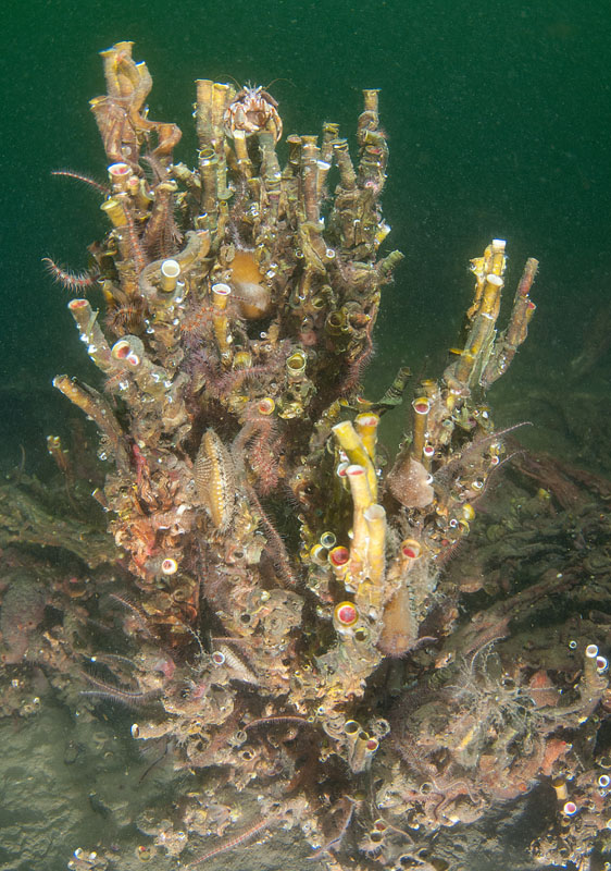 Serpula vermicularis 'reef' - Worms (from various groups)