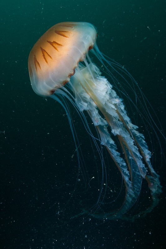 Chrysaora hysoscella - Jellyfish and 'jelly-like' animals