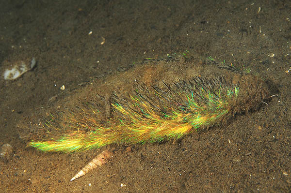 Aphrodita aculeata - Worms (from various groups)