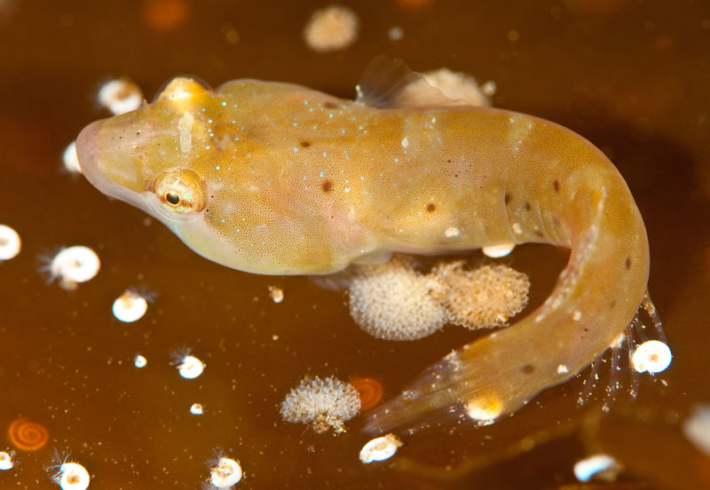 Diplecogaster bimaculata (probably female) - Fishes – bony and cartilagous (Pisces)