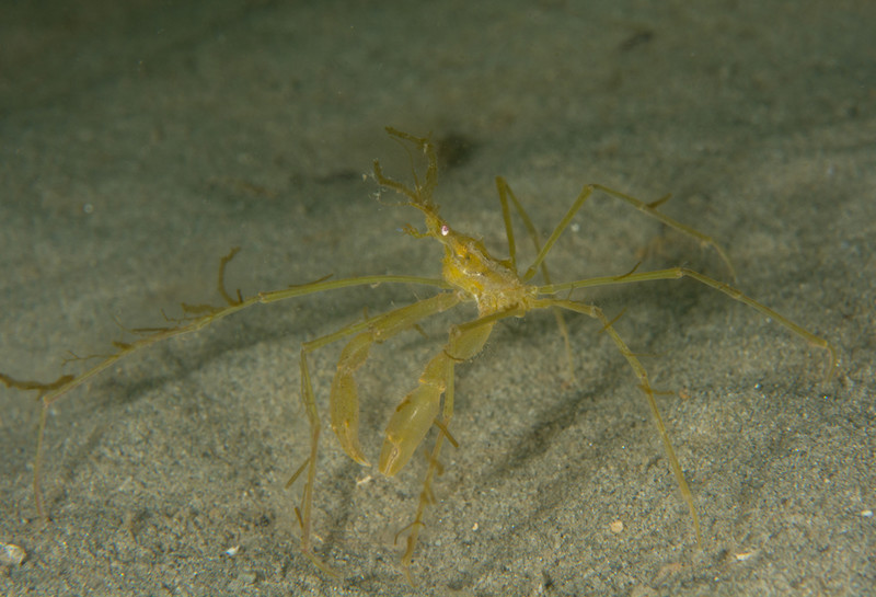 Macropodia rostrata - Crabs, Lobsters, Shrimps & Prawns etc (Crustacea)