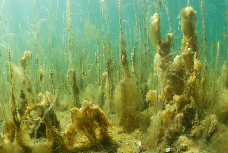 Still waters with weeds and algea of upper sea loch - Habitat Scenes