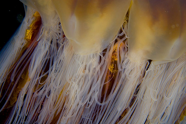 Cyanea capillata - Jellyfish and 'jelly-like' animals