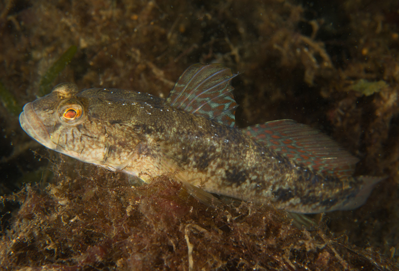 Gobius niger - Fishes – bony and cartilagous (Pisces)