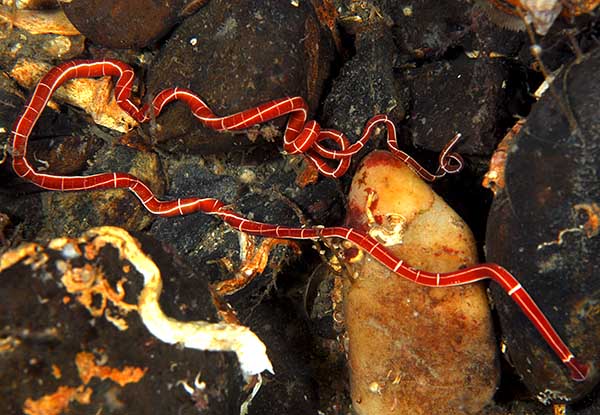 Tubulanus annulatus - Worms (from various groups)