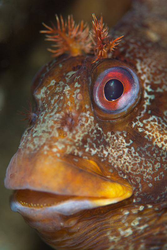 Parablennius gattorugine - Fishes – bony and cartilagous (Pisces)