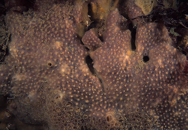 Hymedesmiidae sp. - Sponges (Porifera)