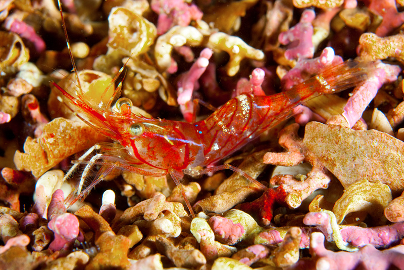 Pandalus montagui - Crabs, Lobsters, Shrimps & Prawns etc (Crustacea)