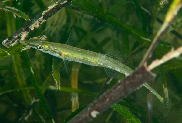 Spinachia spinachia - Fishes – bony and cartilagous (Pisces)