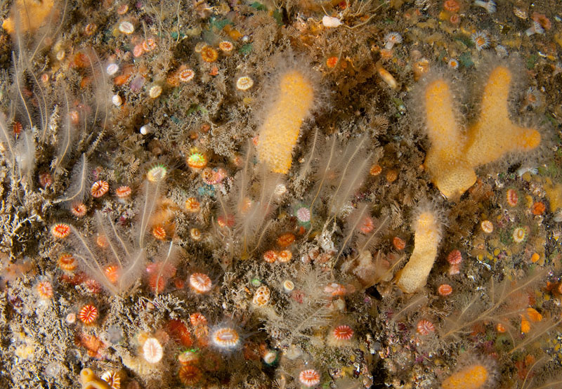 A mulitude of life forms on wall reef 3 - Habitat Scenes