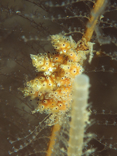Doto pinnatifida - Sea Slugs & Sea Hares (Nudibranchs etc)