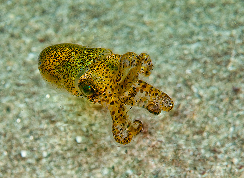 Sepiola atlantica - Octopus, Squid & Cuttlefish (Cephalopoda)