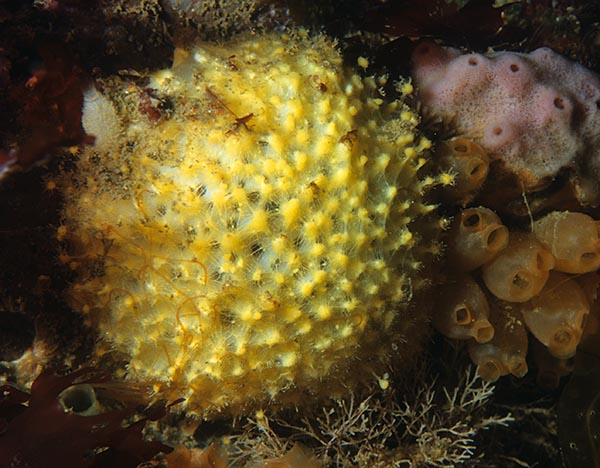Tethya citrina - Sponges (Porifera)