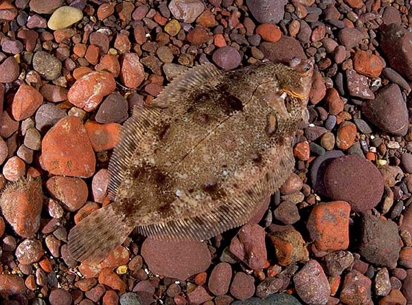 Microstomus kitt - Fishes – bony and cartilagous (Pisces)