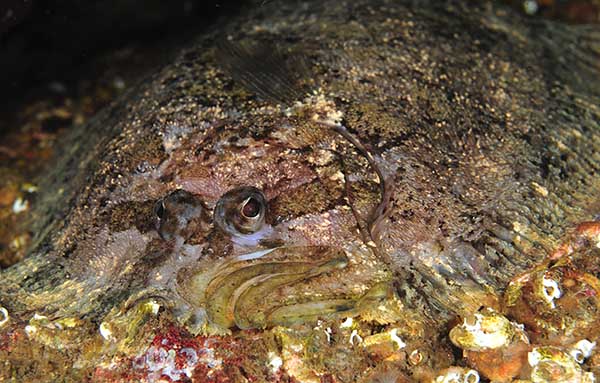 Zeugopterus punctatus - Fishes – bony and cartilagous (Pisces)