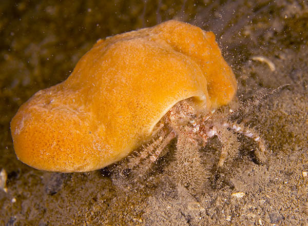Suberites pagurorum - Sponges (Porifera)