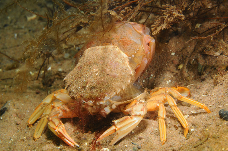 Liocarcinus depurator moulting a