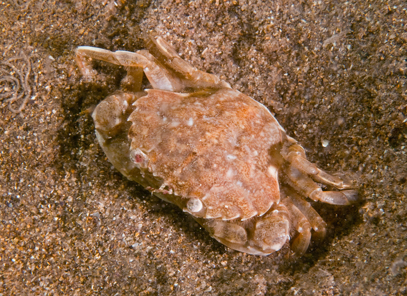 Liocarcinus marmoreus - Crabs, Lobsters, Shrimps & Prawns etc (Crustacea)