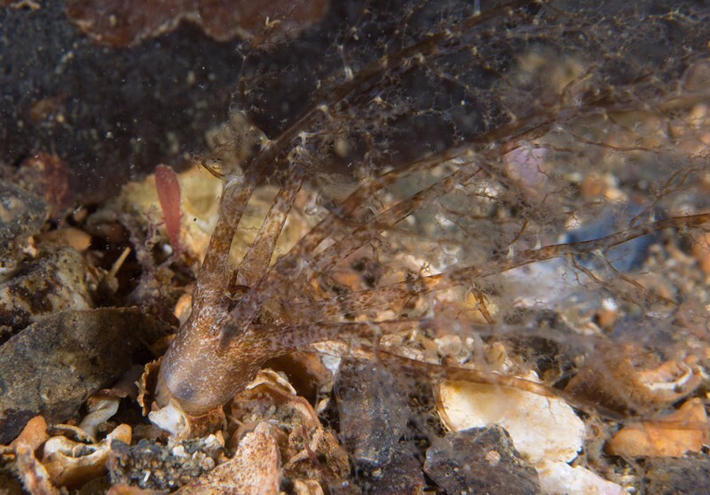 Neopentadactyla mixta - Sea Cucumbers (Echinodermata)