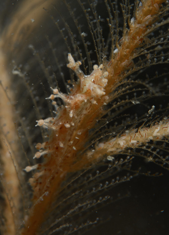 Lomanotus  marmoratus - Sea Slugs & Sea Hares (Nudibranchs etc)