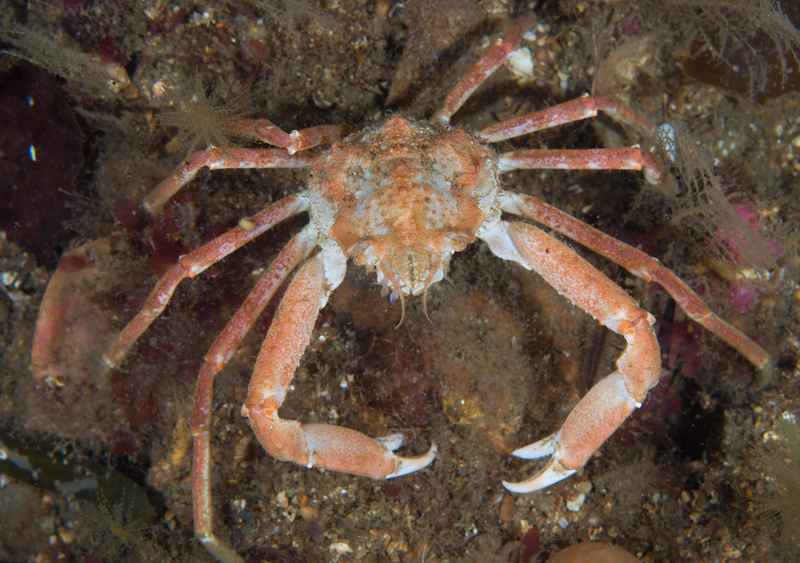 Hyas coarctatus - Crabs, Lobsters, Shrimps & Prawns etc (Crustacea)