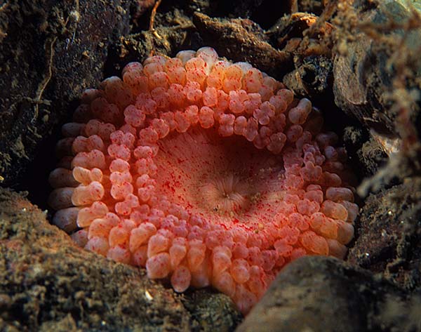 Capnea sanguinea - Anemones (Anthozoa)