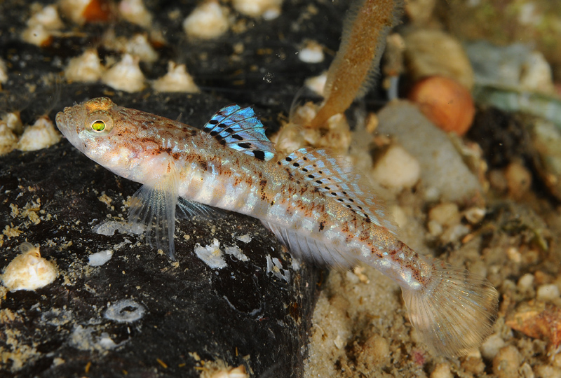 Pomatoschistus pictus - Fishes – bony and cartilagous (Pisces)