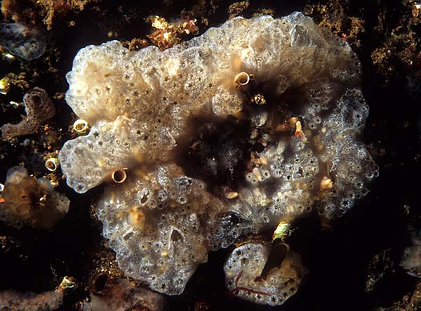 Aplidium nordmanni - Sea Squirts (Tunicata)