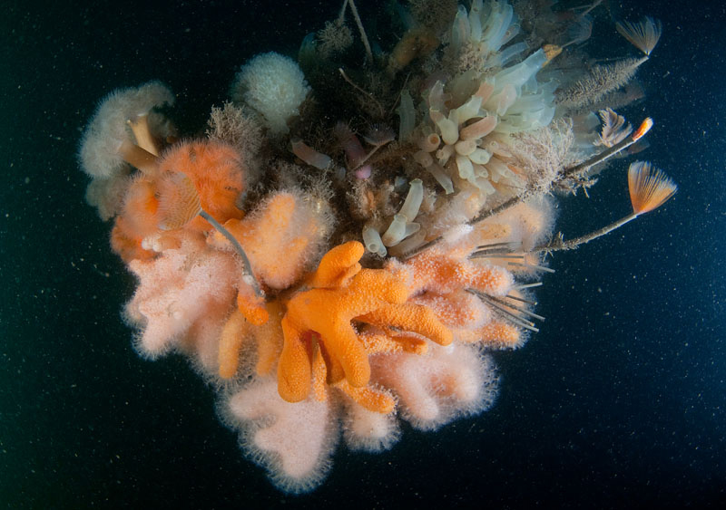 Marine life clings to promontory of ship wreck 1 - Habitat Scenes
