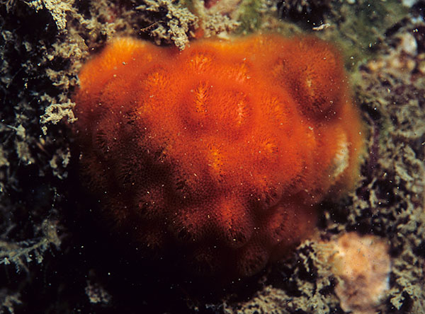 Cellepora pumicosa - Sea Mats (Bryozoa)