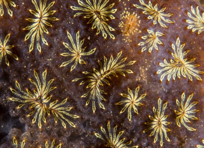 Botryllus schlosseri - Sea Squirts (Tunicata)