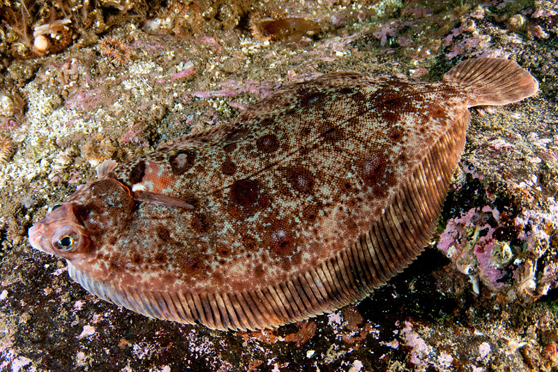 Microstomus kitt - Fishes – bony and cartilagous (Pisces)