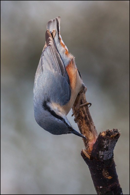 Nuthatch - Birds