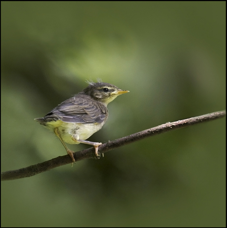 Fledgling Willow Warbler - Birds