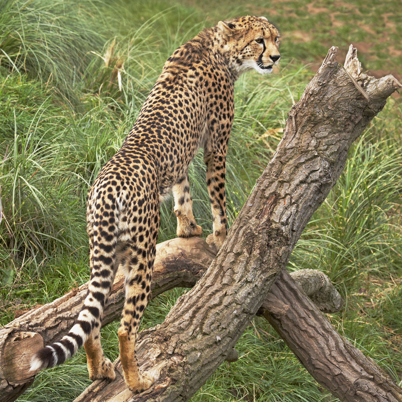 Cheetah - Wildlife