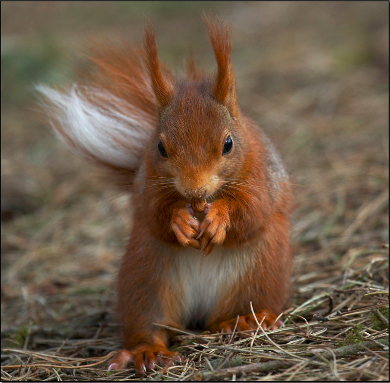 Red Squirrel - Wildlife