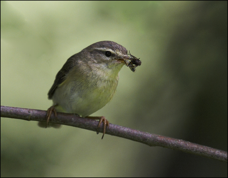 Willow Warbler - Birds