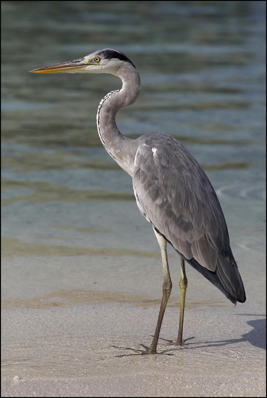 Grey Heron - The Maldives