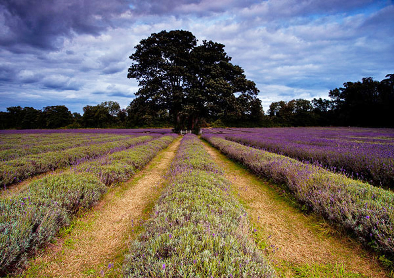 Lavender Harvest - England