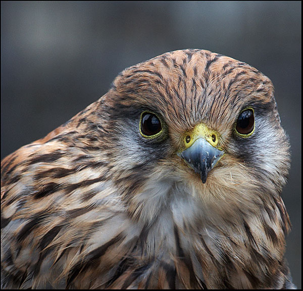 Kestral - Birds