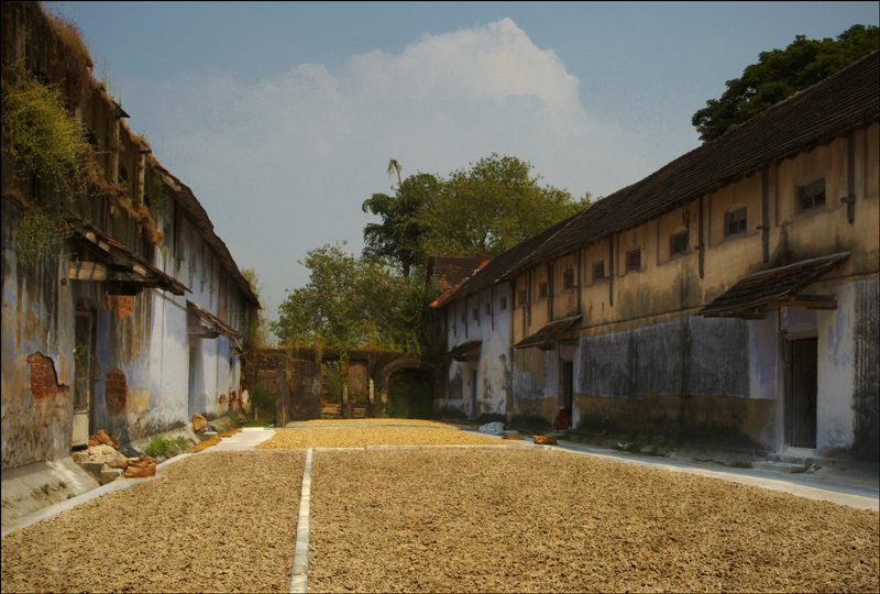 The Ginger Market - India - Kerala