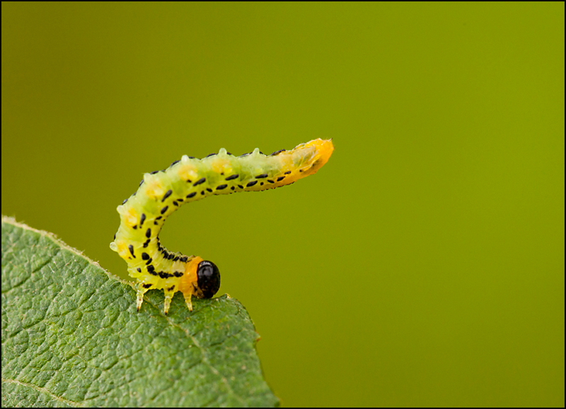  - Beautiful Bugs