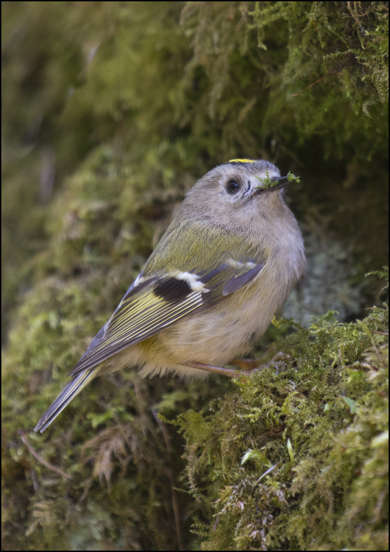 Goldcrest - Birds