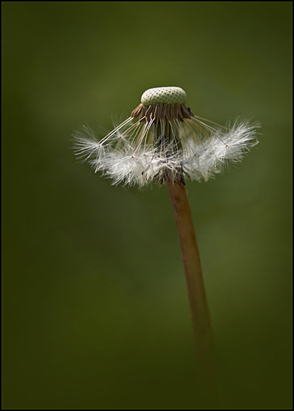  - Flowers
