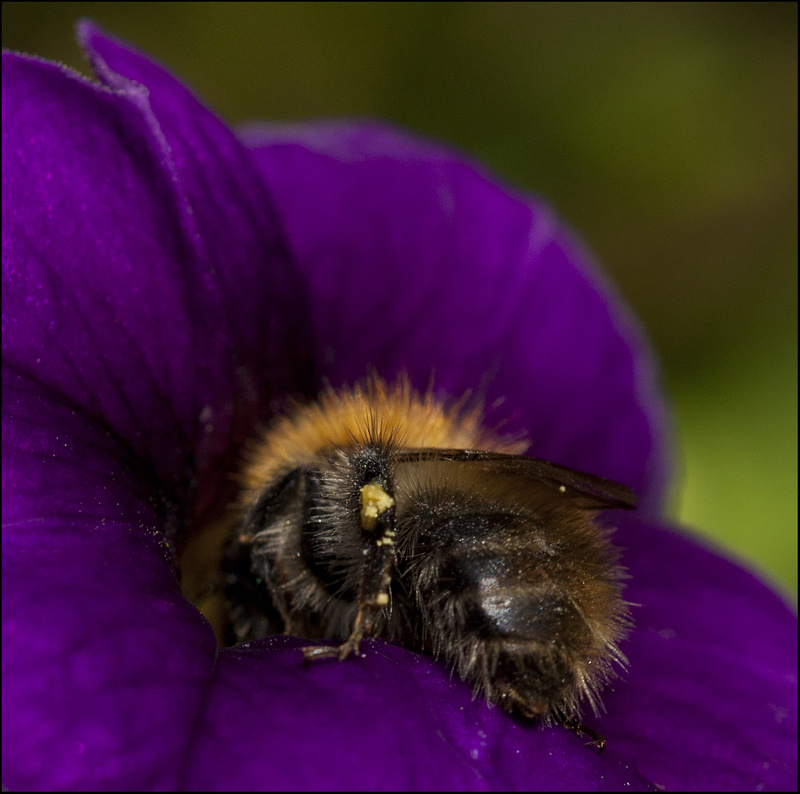 Busy Bee - Beautiful Bugs