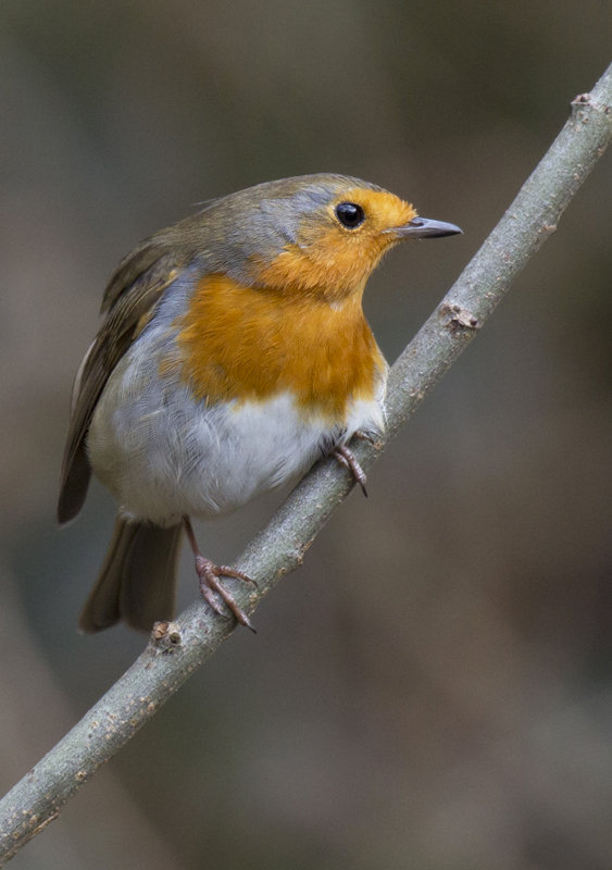 Robin - Birds