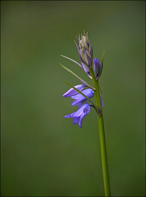  - Flowers