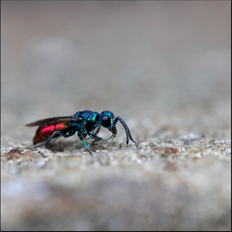  - Beautiful Bugs